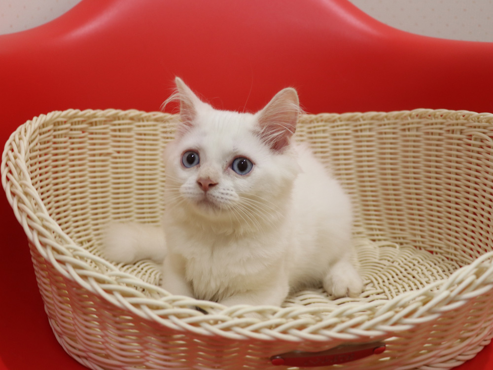 スコティッシュフォールドの子猫画像