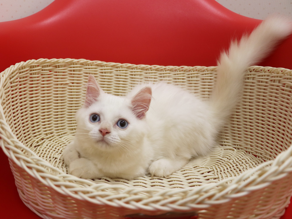 スコティッシュフォールドの子猫画像