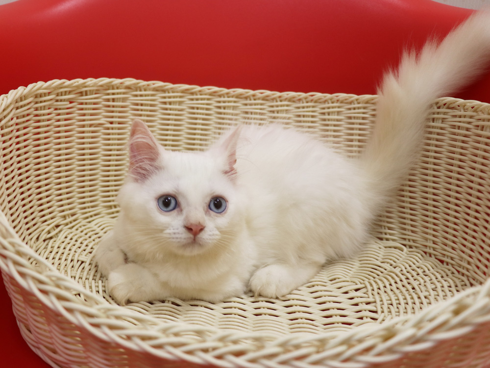 スコティッシュフォールドの子猫画像