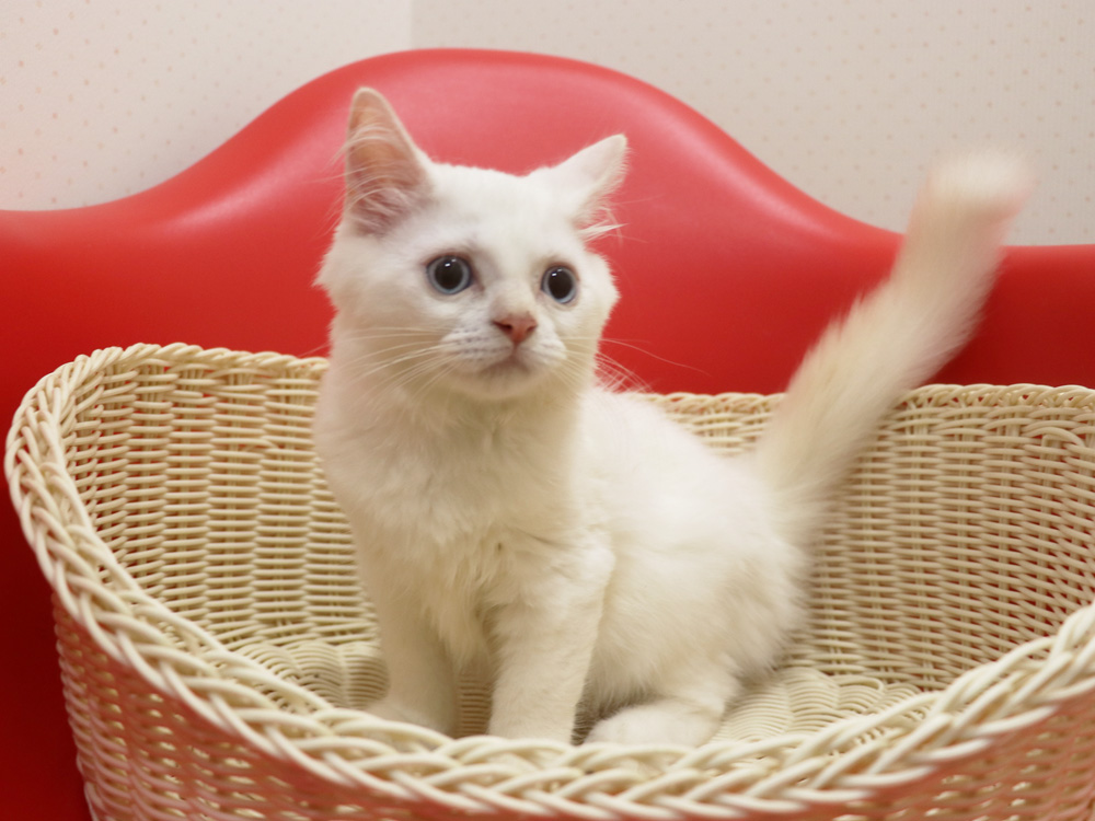 スコティッシュフォールドの子猫画像