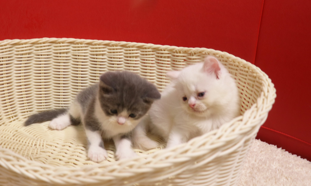 スコティッシュフォールドの子猫画像