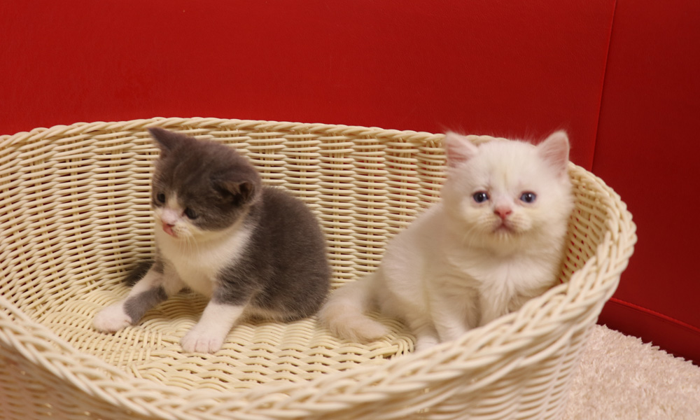スコティッシュフォールドの子猫画像