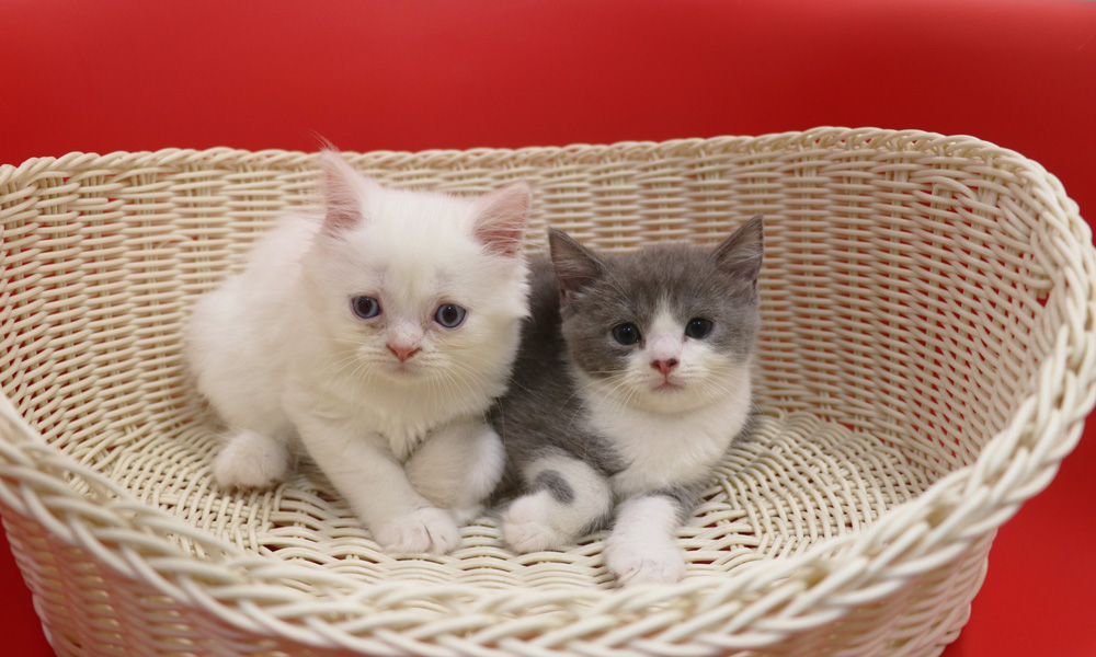 スコティッシュフォールドの子猫画像