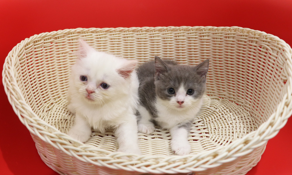 スコティッシュフォールドの子猫画像