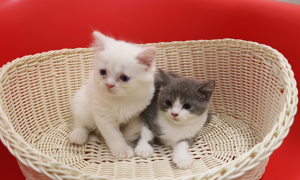 スコティッシュフォールドの子猫画像