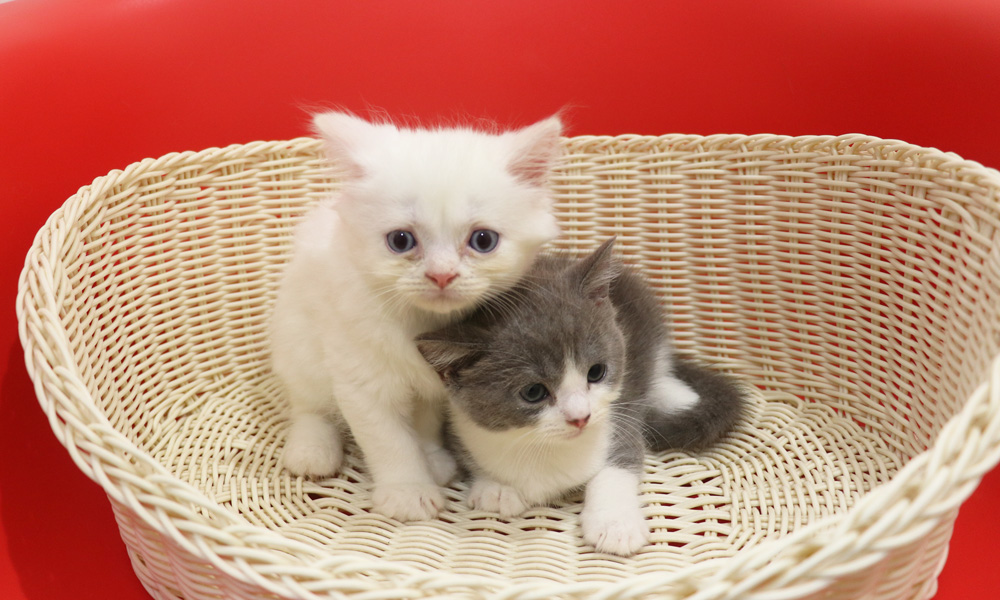 スコティッシュフォールドの子猫画像