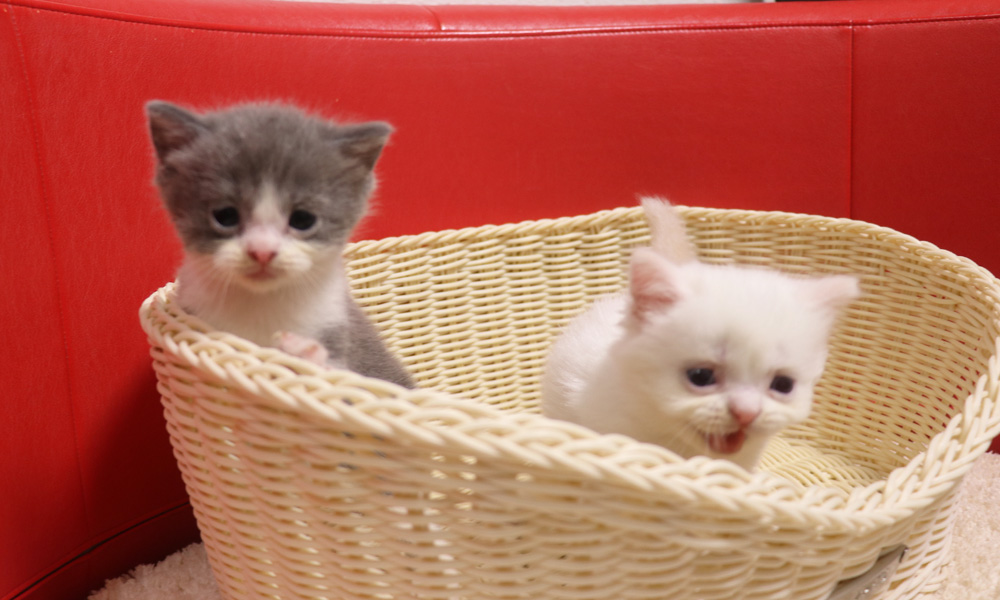 スコティッシュフォールドの子猫画像