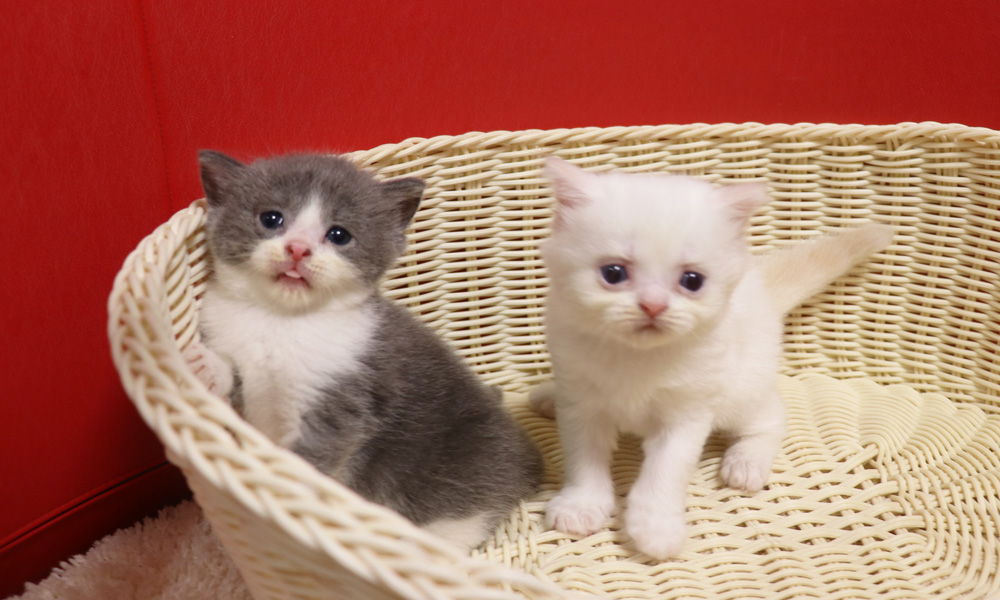 スコティッシュフォールドの子猫画像