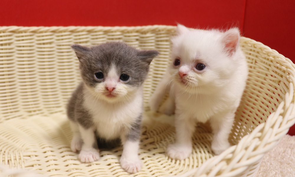スコティッシュフォールドの子猫画像