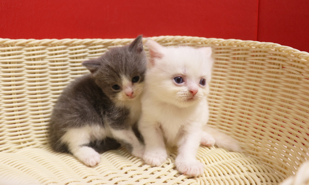 スコティッシュフォールドの子猫画像