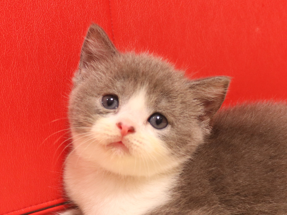 スコティッシュフォールドの子猫画像