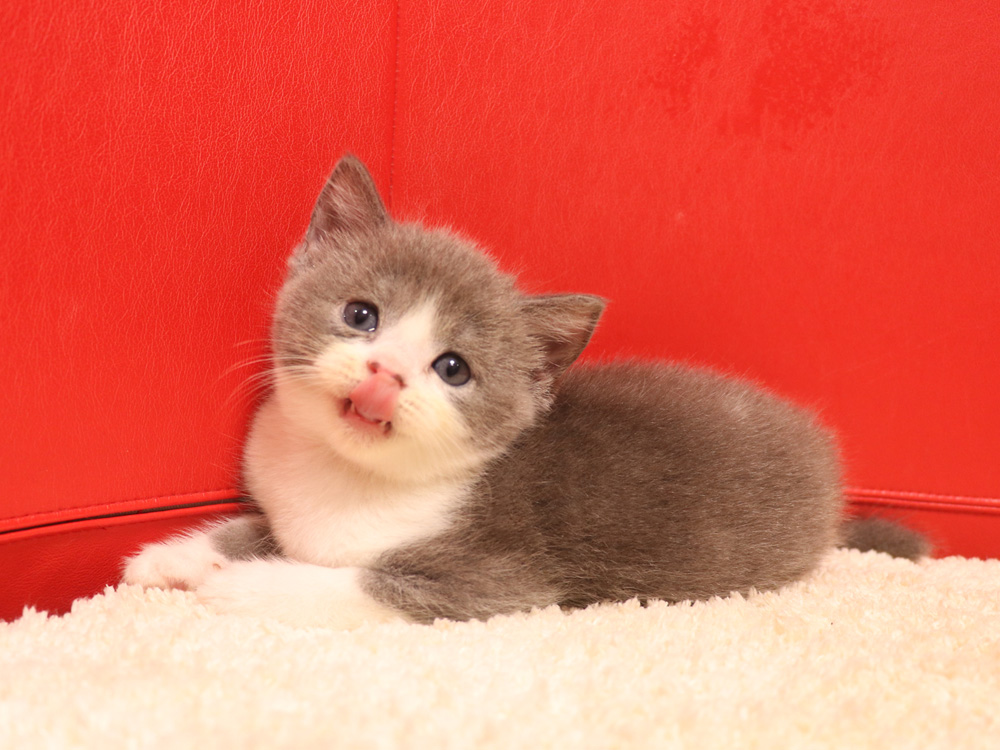 スコティッシュフォールドの子猫画像