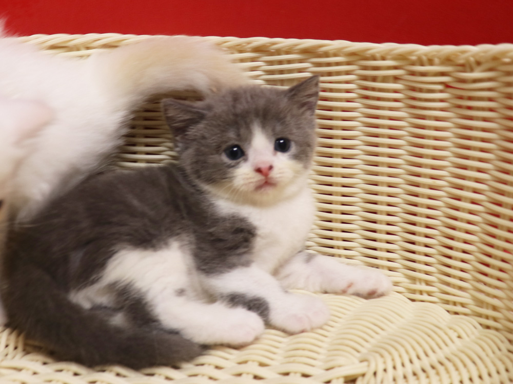 スコティッシュフォールドの子猫画像
