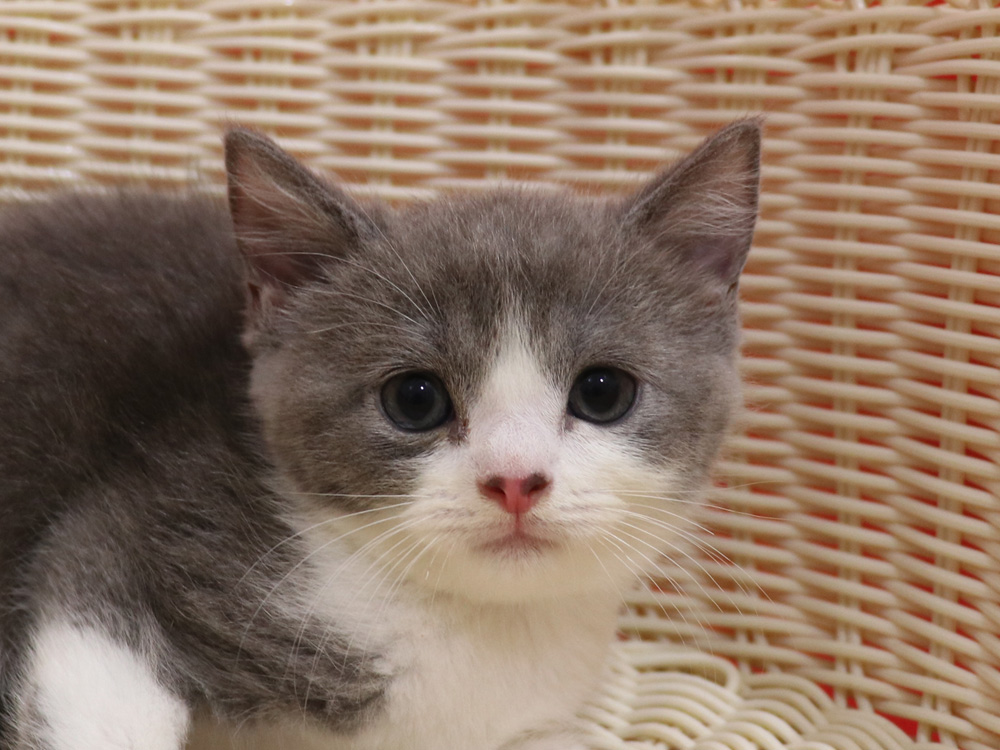 スコティッシュフォールドの子猫画像