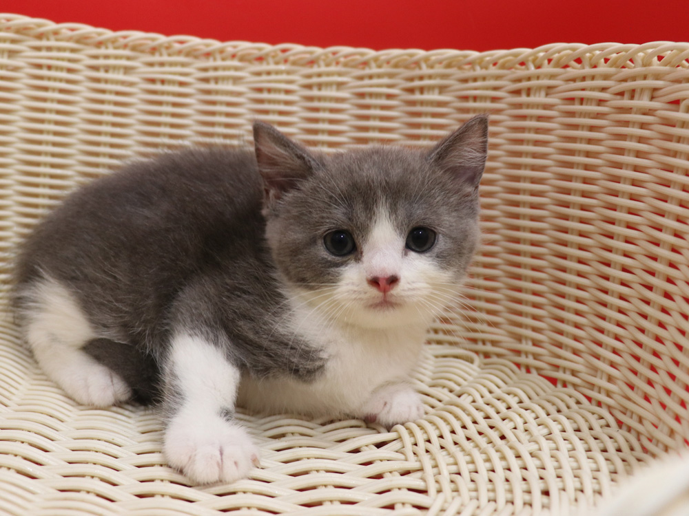 スコティッシュフォールドの子猫画像