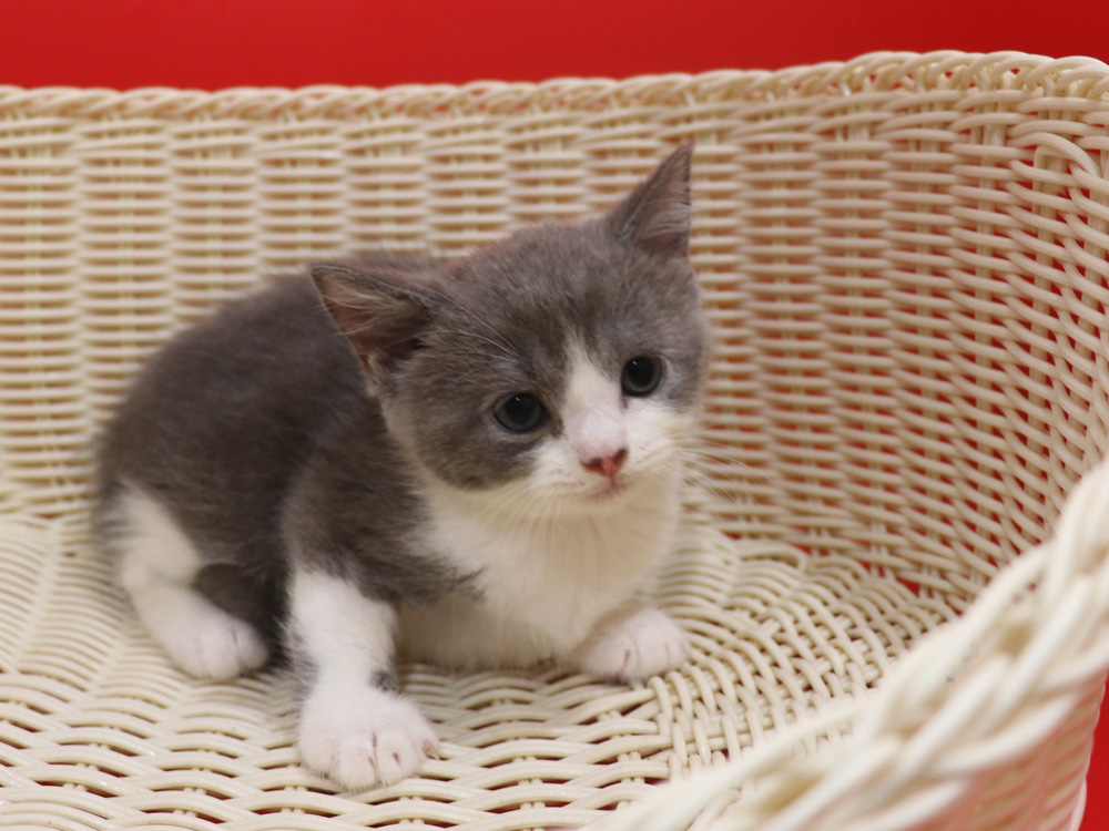 スコティッシュフォールドの子猫画像