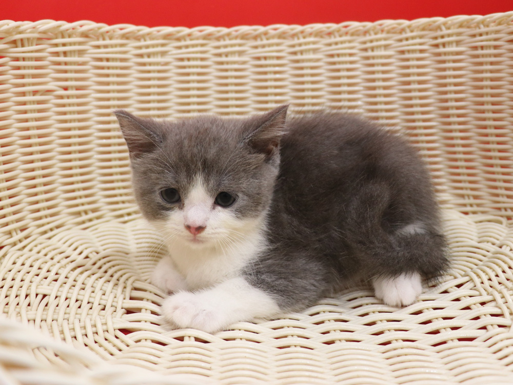 スコティッシュフォールドの子猫画像