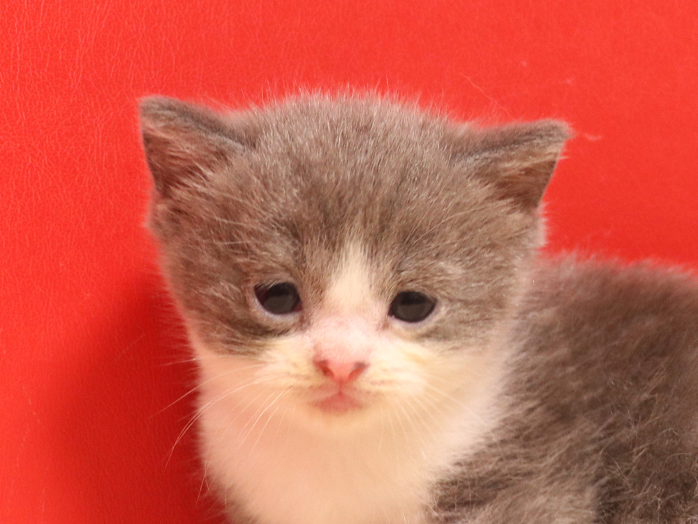 スコティッシュフォールドの子猫画像