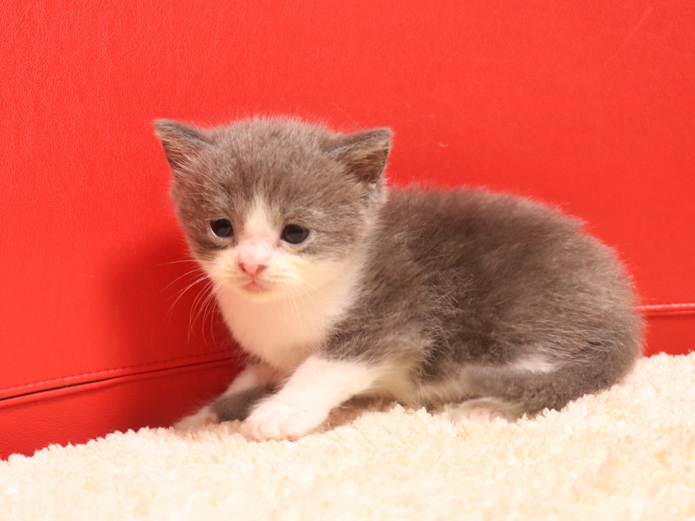 スコティッシュフォールドの子猫画像