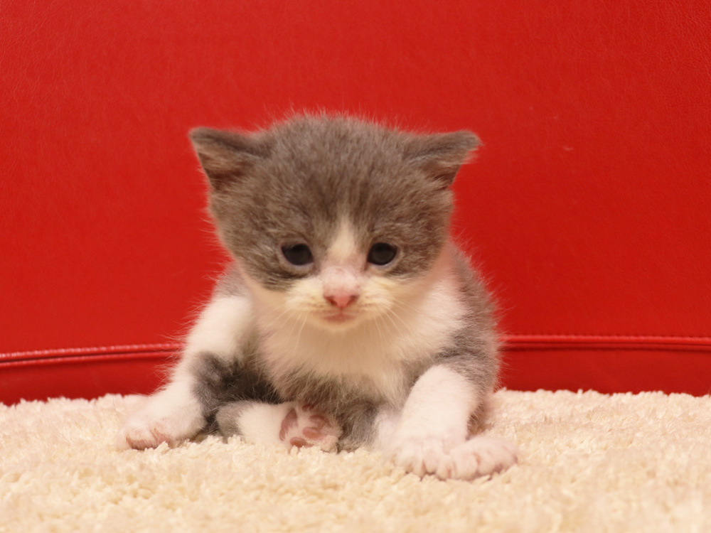スコティッシュフォールドの子猫画像