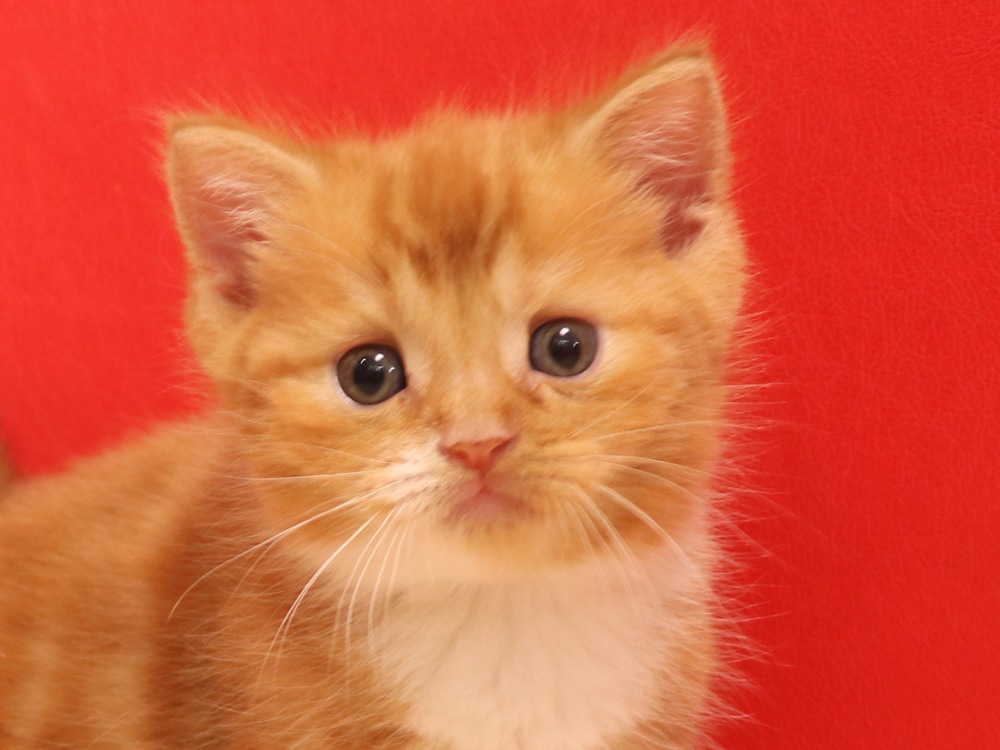 スコティッシュフォールドの子猫画像