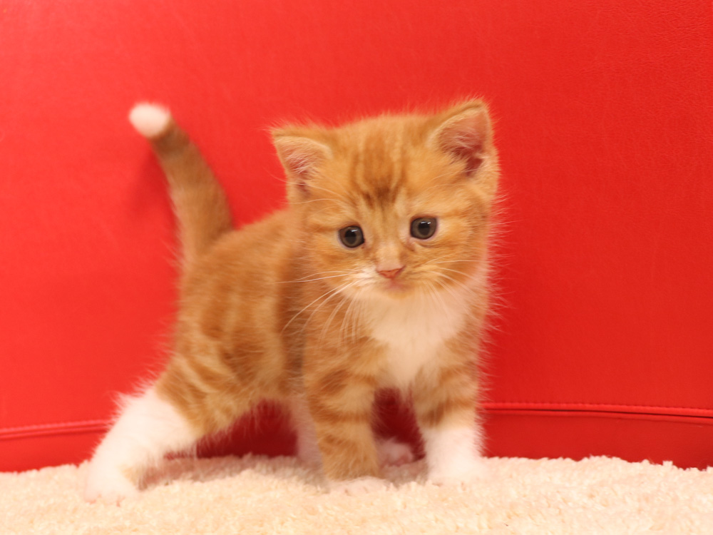スコティッシュフォールドの子猫画像