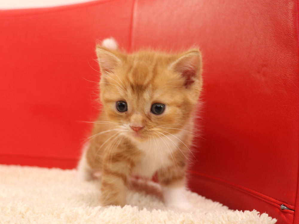スコティッシュフォールドの子猫画像