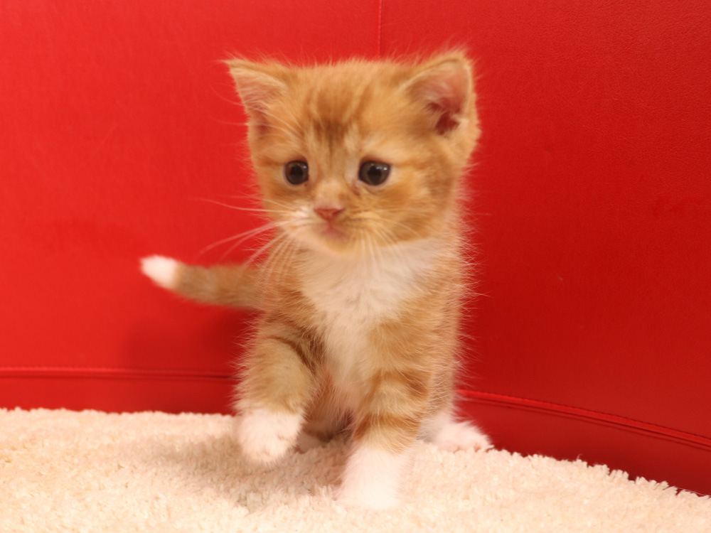 スコティッシュフォールドの子猫画像