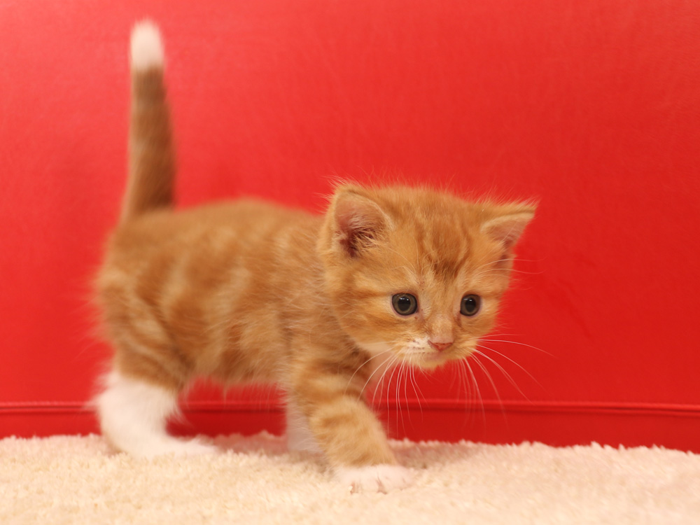 スコティッシュフォールドの子猫画像