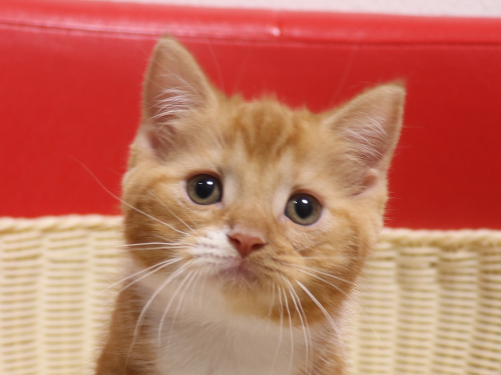 スコティッシュフォールドの子猫画像