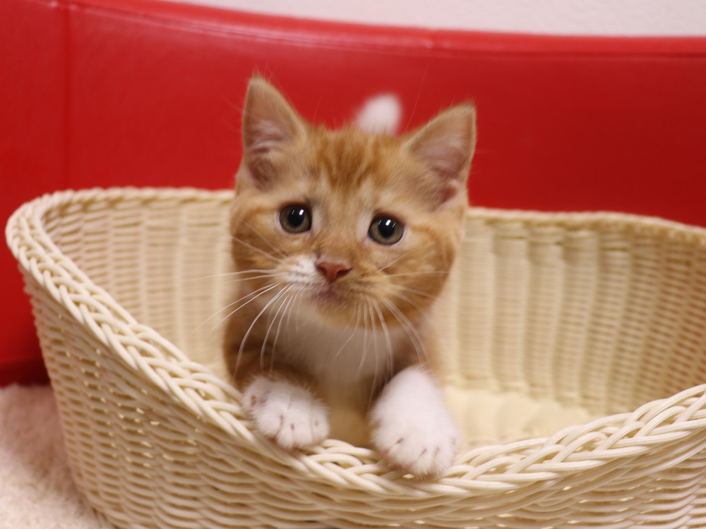 スコティッシュフォールドの子猫画像