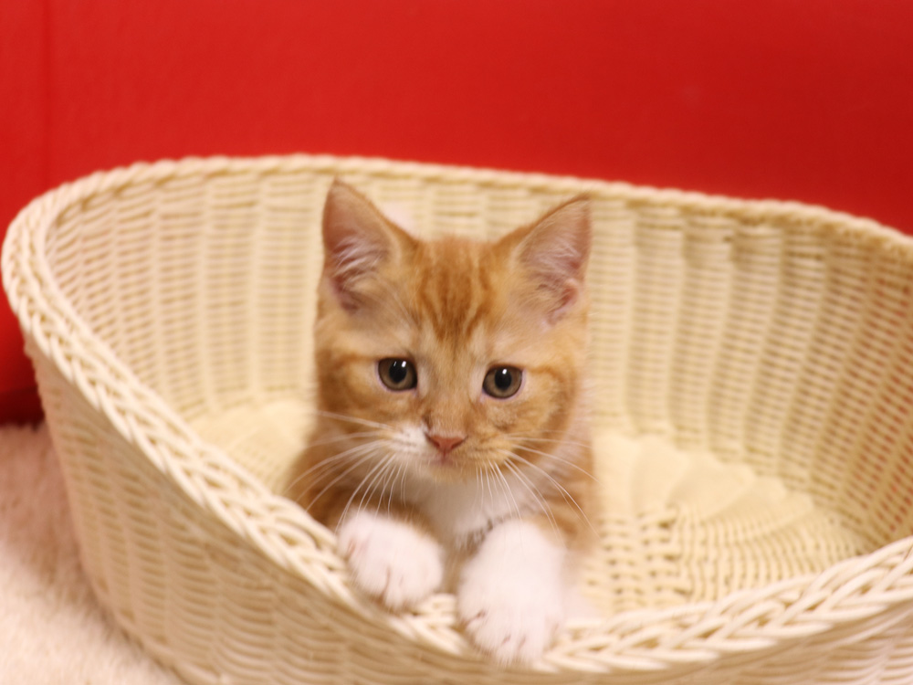 スコティッシュフォールドの子猫画像