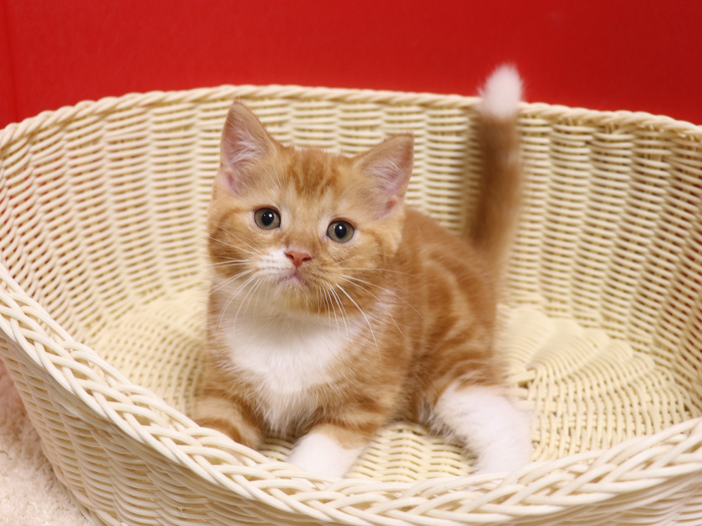スコティッシュフォールドの子猫画像