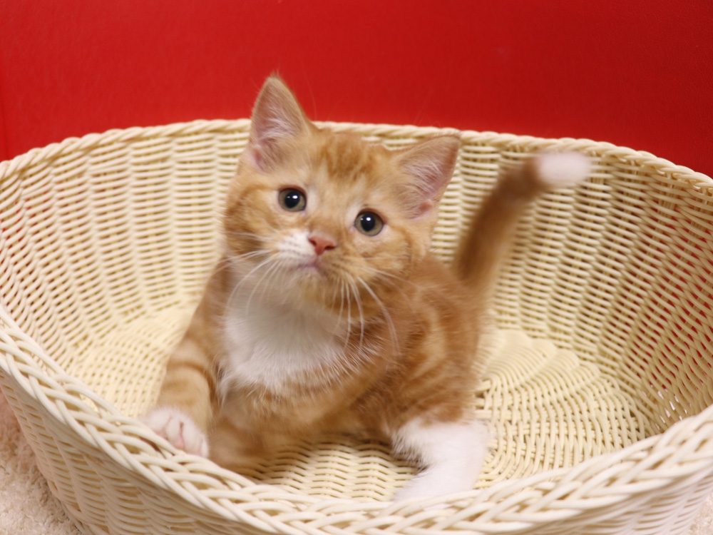 スコティッシュフォールドの子猫画像