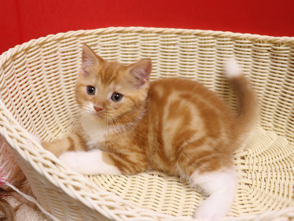 スコティッシュフォールドの子猫画像