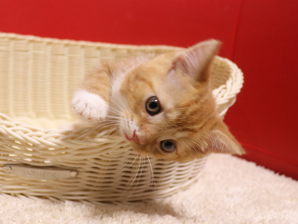 スコティッシュフォールドの子猫画像