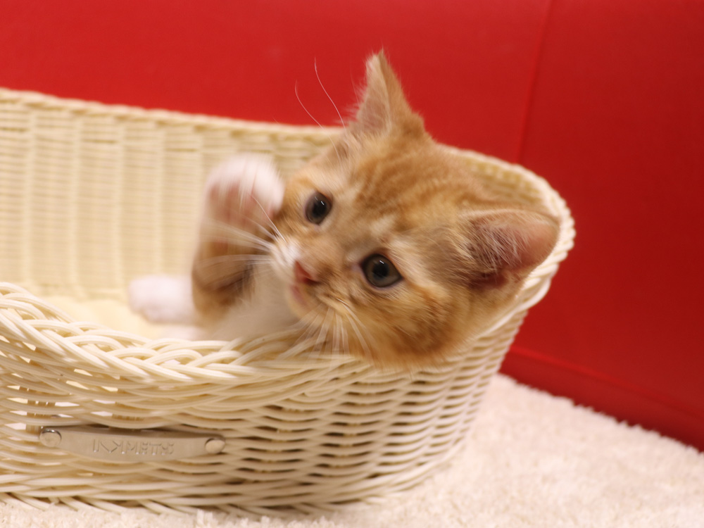 スコティッシュフォールドの子猫画像