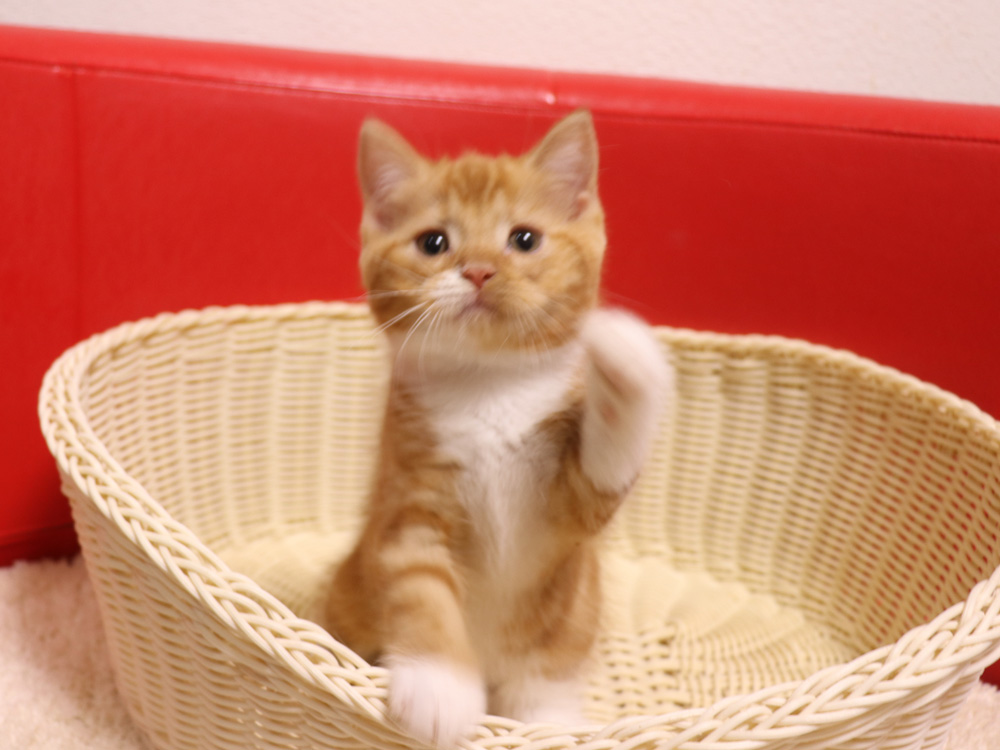 スコティッシュフォールドの子猫画像