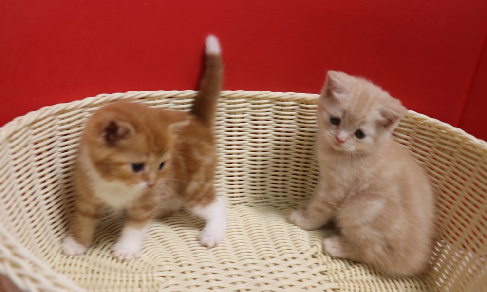 スコティッシュフォールドの子猫画像