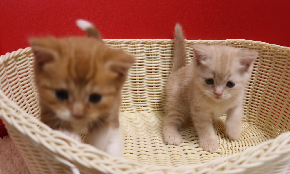 スコティッシュフォールドの子猫画像