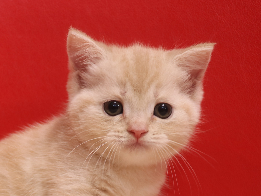 スコティッシュフォールドの子猫画像