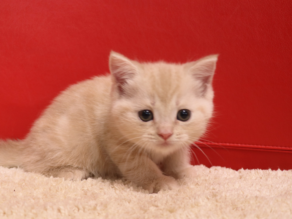 スコティッシュフォールドの子猫画像