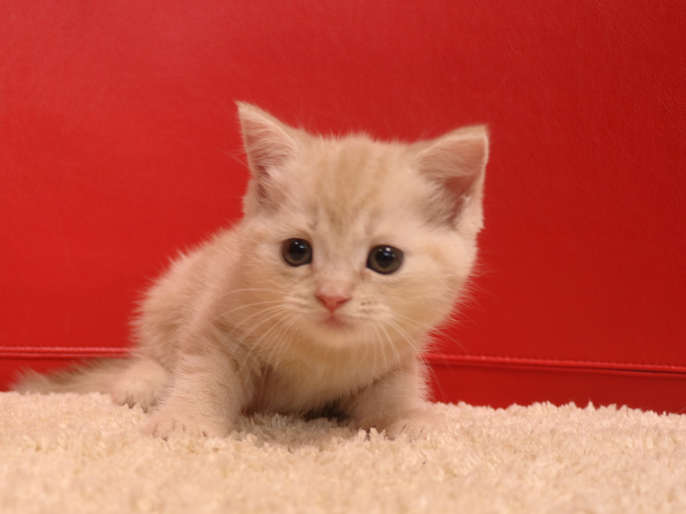 スコティッシュフォールドの子猫画像