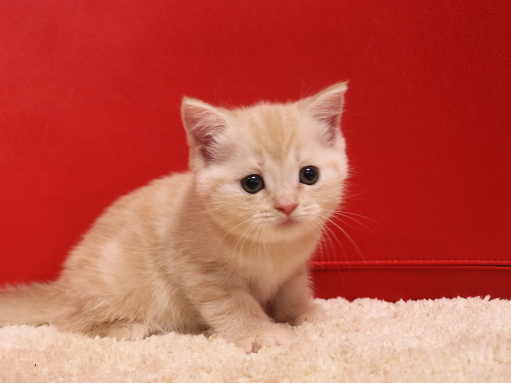 スコティッシュフォールドの子猫画像