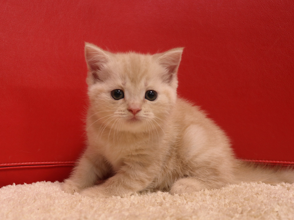 スコティッシュフォールドの子猫画像