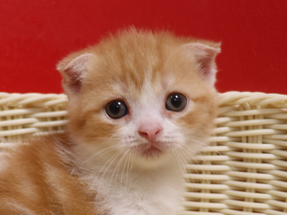 スコティッシュフォールドの子猫画像