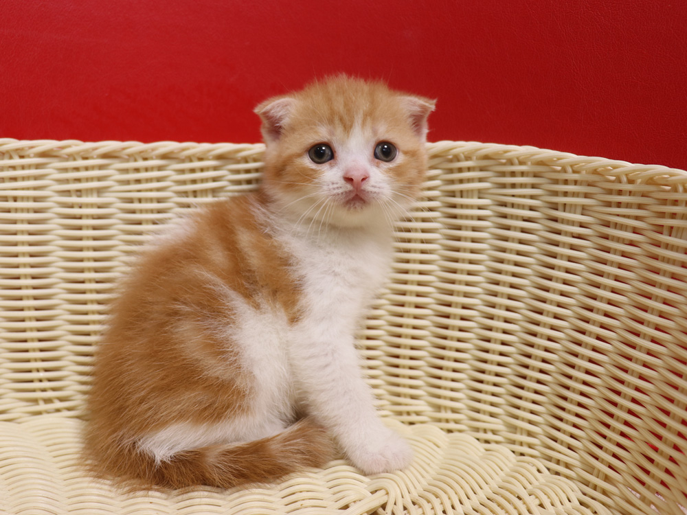 スコティッシュフォールドの子猫画像