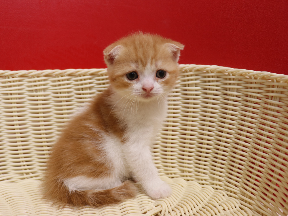 スコティッシュフォールドの子猫画像
