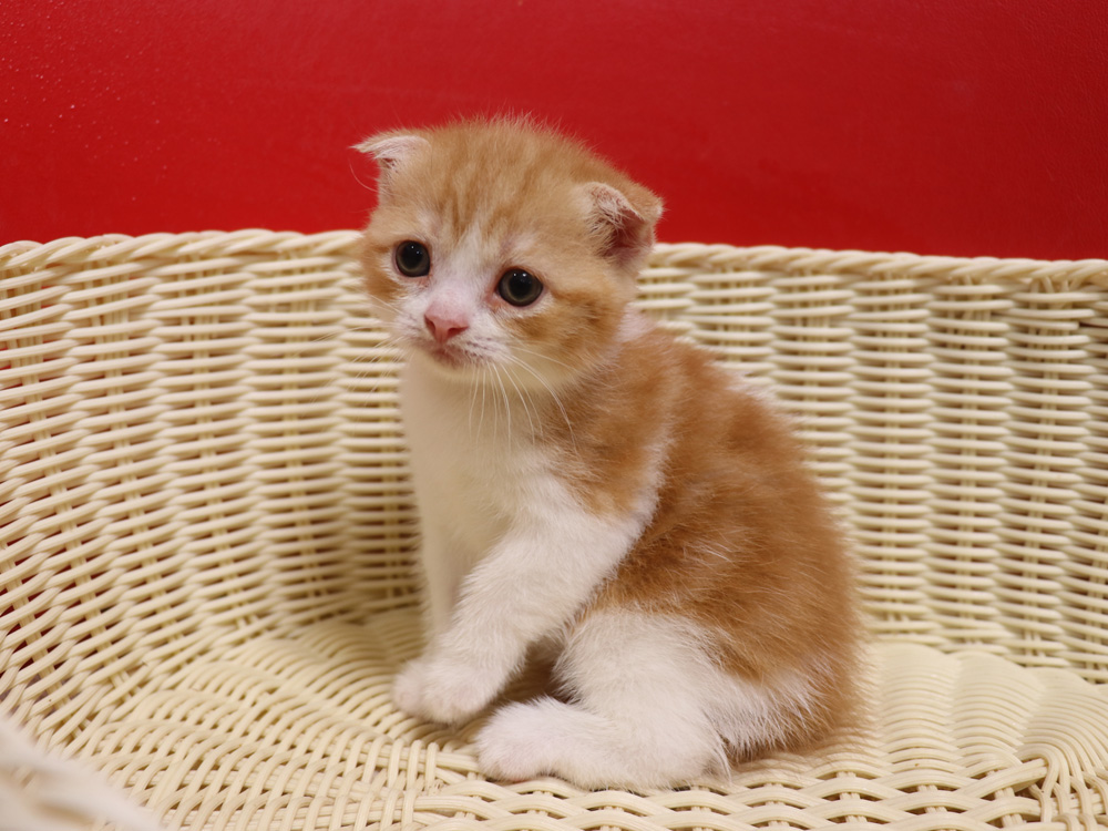 スコティッシュフォールドの子猫画像