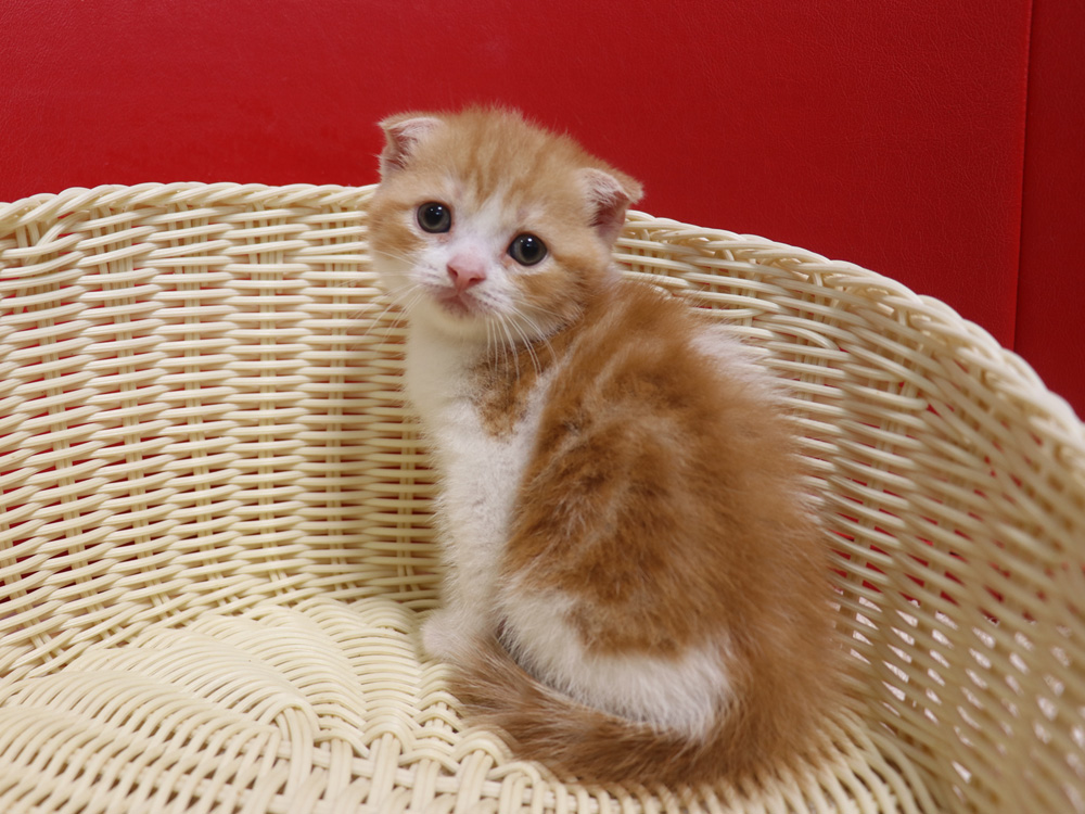 スコティッシュフォールドの子猫画像